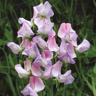 Lathyrus odoratus Fire & Ice