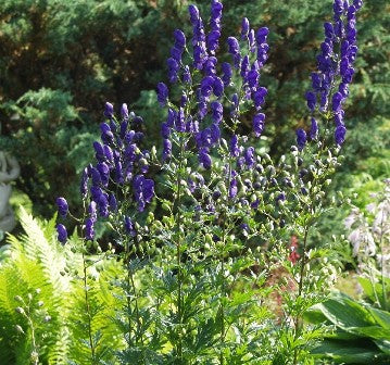 Aconitum napellus