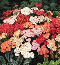 Achillea millefolium Summer Berries
