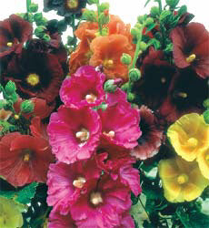 Alcea rosea e Giant Singel mix
