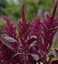 Amaranthus cruentus Oeschberg
