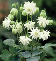 Aquilegia vulgaris Lime Sorbet