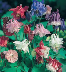 Aquilegia_vulgaris_Biedermeier