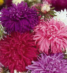 Aster chinensis Ostrich Plume mix