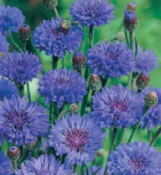Centaurea cyanus Double Blue