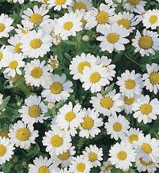 Chrysanthemum paludosum