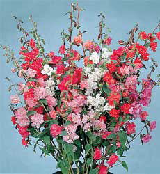 Clarkia unguiculata dubbelbloemig