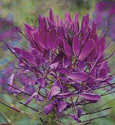 Cleome (spinosa) hassleriana Violet Queen