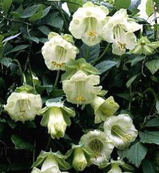Cobaea scandens Alba