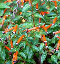 Cuphea ignea Mexican Cigar Plant