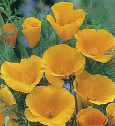 Eschscholzia californica Orange King