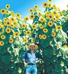 Helianthus annuus Kong F1