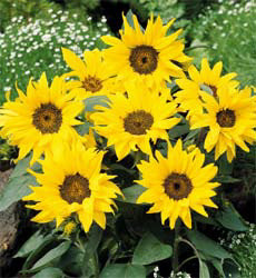 Helianthus annuus Pacino Gold