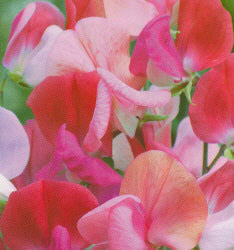 Lathyrus odoratus, Perfume Duet