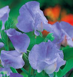 Lathyrus odoratus. Mammoth Blue