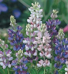 Lupinus hartwegii Pixie Delight