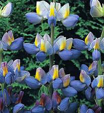 Lupinus mutabilis var. cruickshankii Sunrise