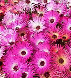 Mesembryanthemum gramineus African Dream
