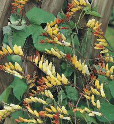 Mina lobata Exotic Love