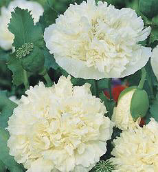 Papaver somniferum paeony Cream