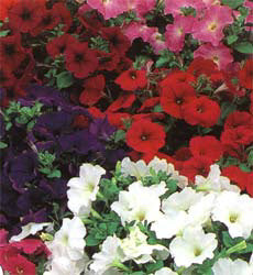 Petunia multiflora F1 Special Mix