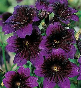 Salpiglossis sinuata Kew Blue