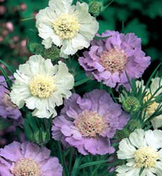 Scabiosa caucasica Border mengsel