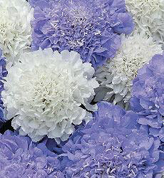 Scabiosa atropurpurea Musical Prelude