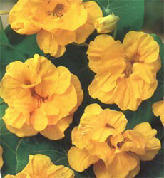 Tropaeolum minus Golden Jewel