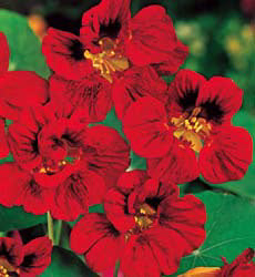 Tropaeolum minus Mahogany Gleam