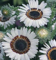 Venidium fastuosum Black and White