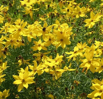 Coreopsis_lanceolata_sternthaler