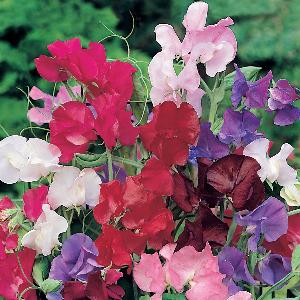 Lathyrus_odoratus_Bouquet_Mix