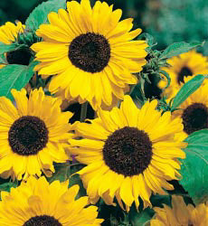 Helianthus annuus Hallo