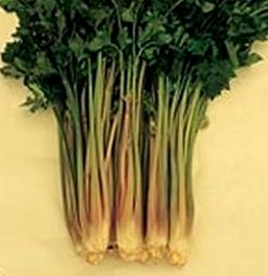 Bleekselderij Giant Red