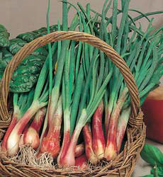 Uien Bosui N.Holland Blood Red