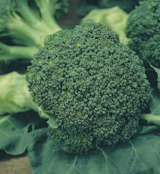 Broccoli (herfst) Groene Calabrese