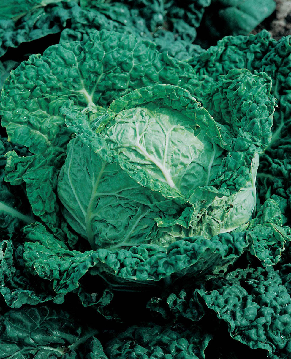 Groentezaden_savooiekool_Savoye_king