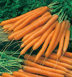 Wortelen Amsterdam 2 Solo