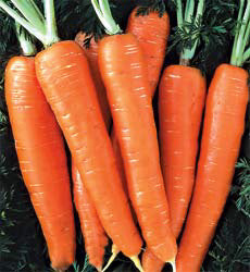 Wortelen Nantes 2 Organic