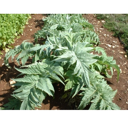 Product showcase image from staged upload