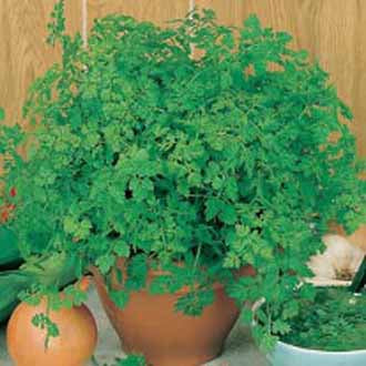 Product showcase image from staged upload