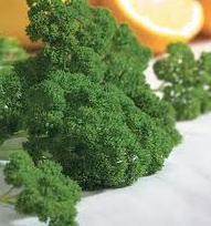 Peterselie Moss Curled organic