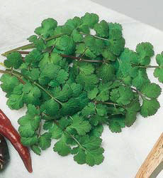 Koriander Bladkoriander Organic