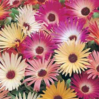 Mesembryanthemum Livingstone Daisy