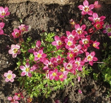 Product showcase image from staged upload