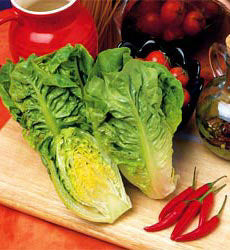 Bindsla zie SLA