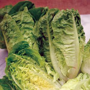 Sla Bindsla Little Gem Cos