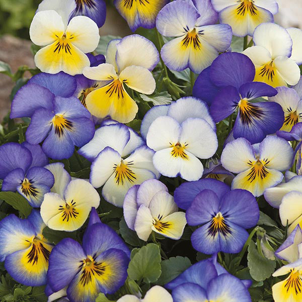 Viola x wittrockiana Cool Summer Breeze