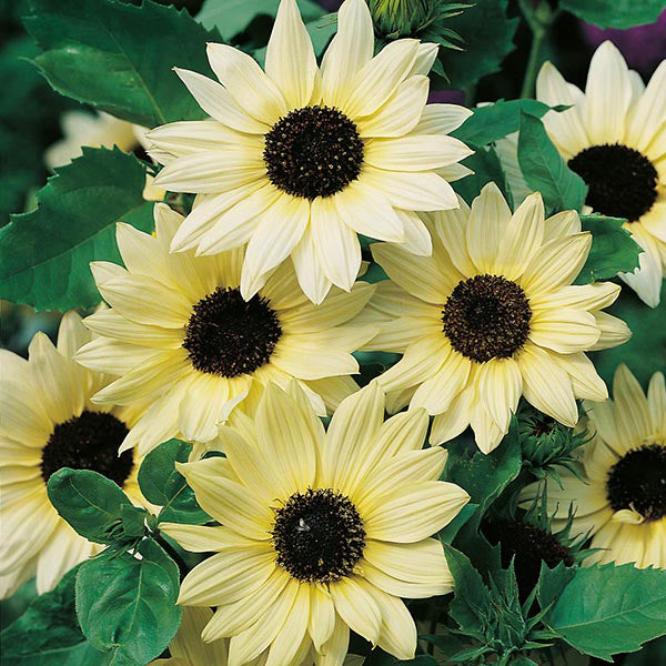 Helianthus_vanilla_ice